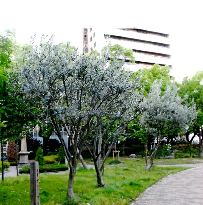 from_italy