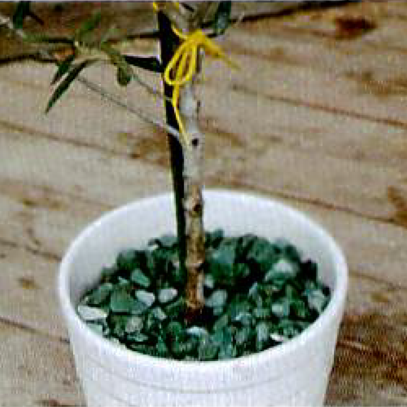 olive_pot